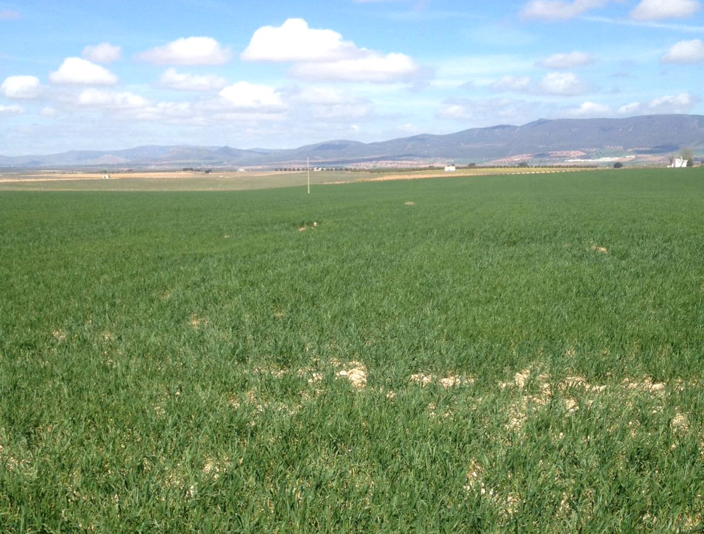 La campaña del cereal se complica por la escasez de lluvias en Daimiel