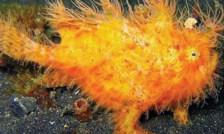 Pez sapo peludo, una de las criaturas más extrañas