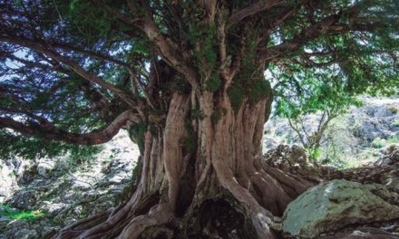 ¿El árbol más viejo de España?