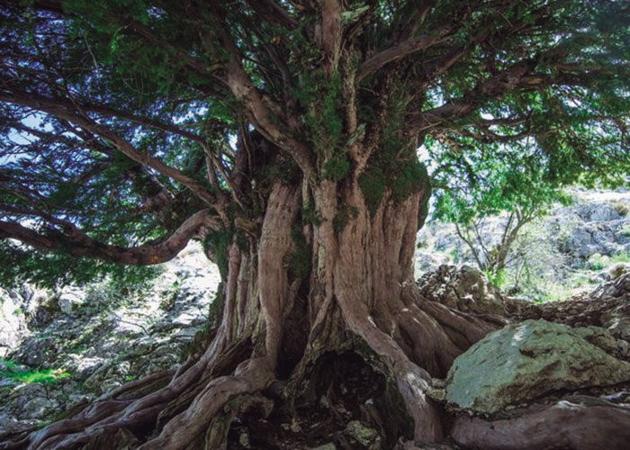 ¿El árbol más viejo de España?