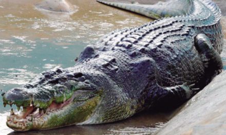 Lolong, el cocodrilo más grande del mundo