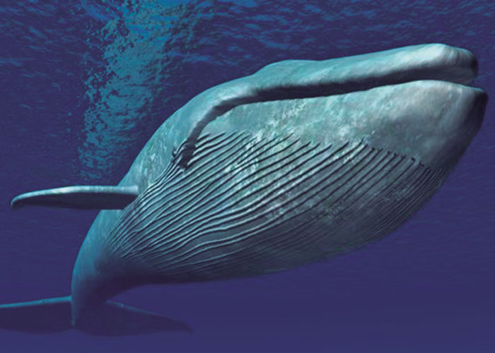 La ballena más grande del mundo
