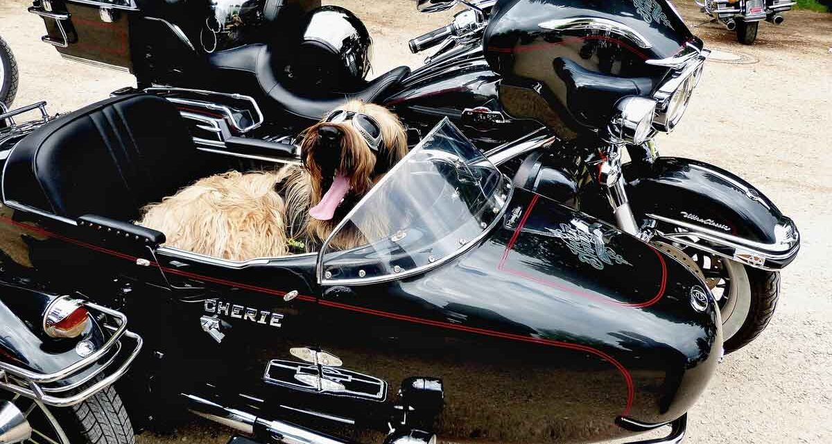 Seguros que te interesa: ¿Puedo llevar a mi perro en moto?