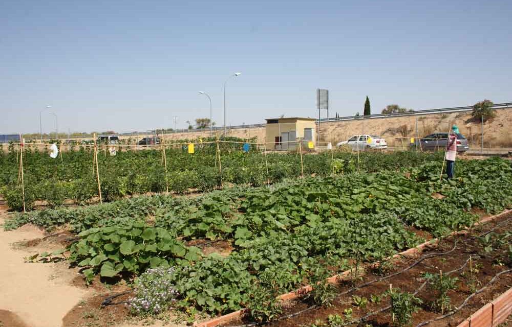 Últimos días para solicitar los huertos urbanos ecológicos de Torralba de Calatrava