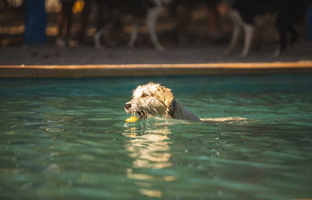 Simbiosis Park: ¡El paraíso canino de Ciudad Real!