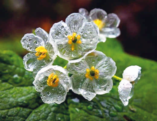 Existe una flor transparente