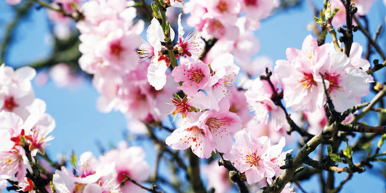 Flores en invierno