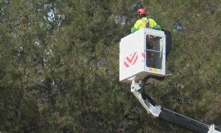 El Ayuntamiento de Ciudad Real lanza un mensaje de tranquilidad ante la procesionaria del pino