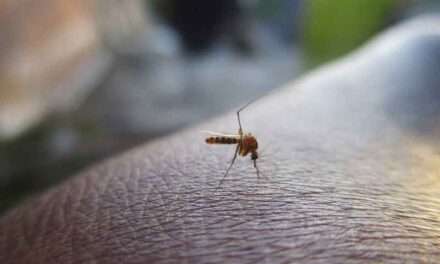 Llegan los molestos mosquitos