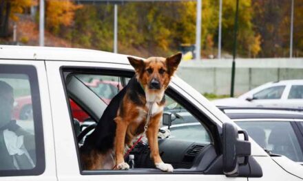 ¿De quién es responsabilidad si un perro causa un accidente de tráfico?