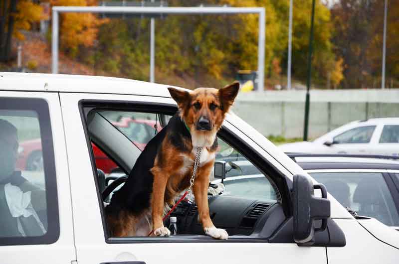 ¿De quién es responsabilidad si un perro causa un accidente de tráfico?