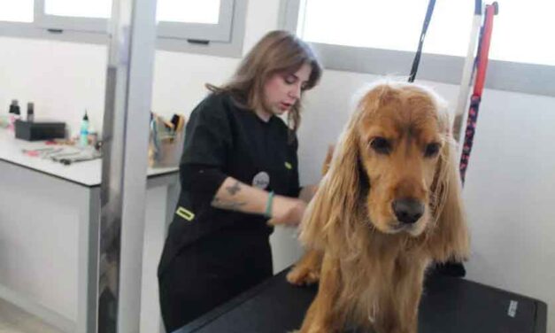 Anysa Ganadera Nutri-Zoo incorpora peluquería canina y máquina de grabado en su tienda