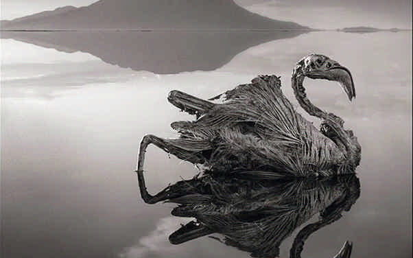 El lago de los animales petrificados