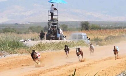 Carrión de Calatrava reunirá este domingo a un centenar de galgos en el Campeonato de España